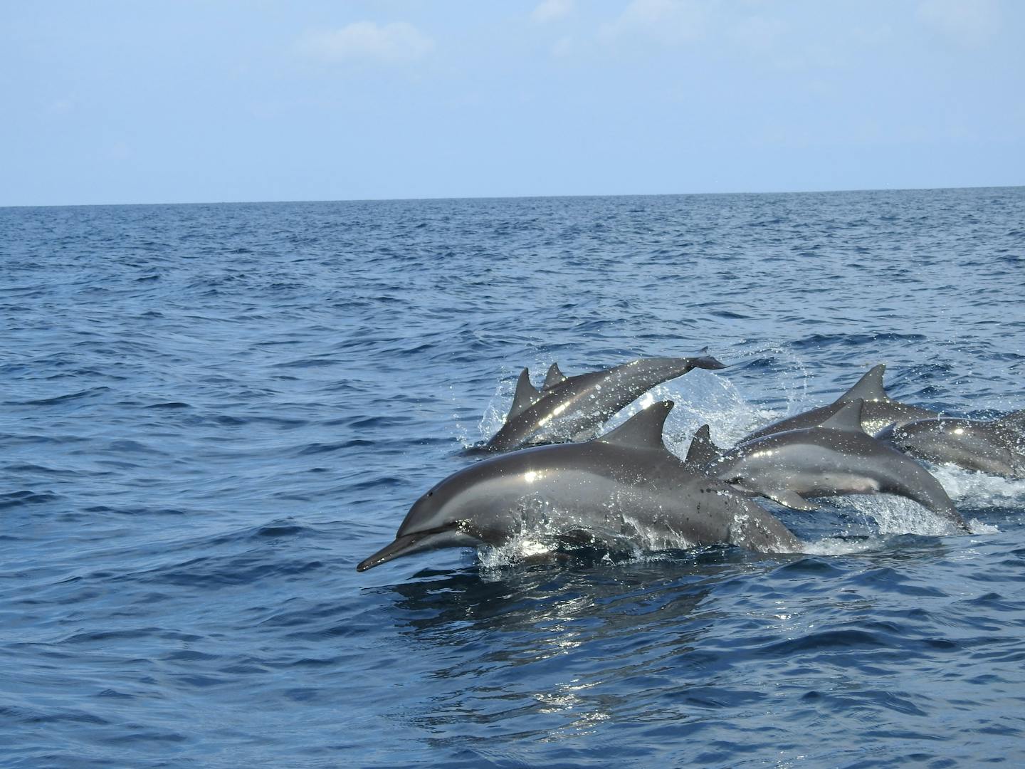 Les dauphins peuvent être observés non loin des côtes